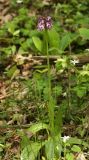 Orchis purpurea subspecies caucasica