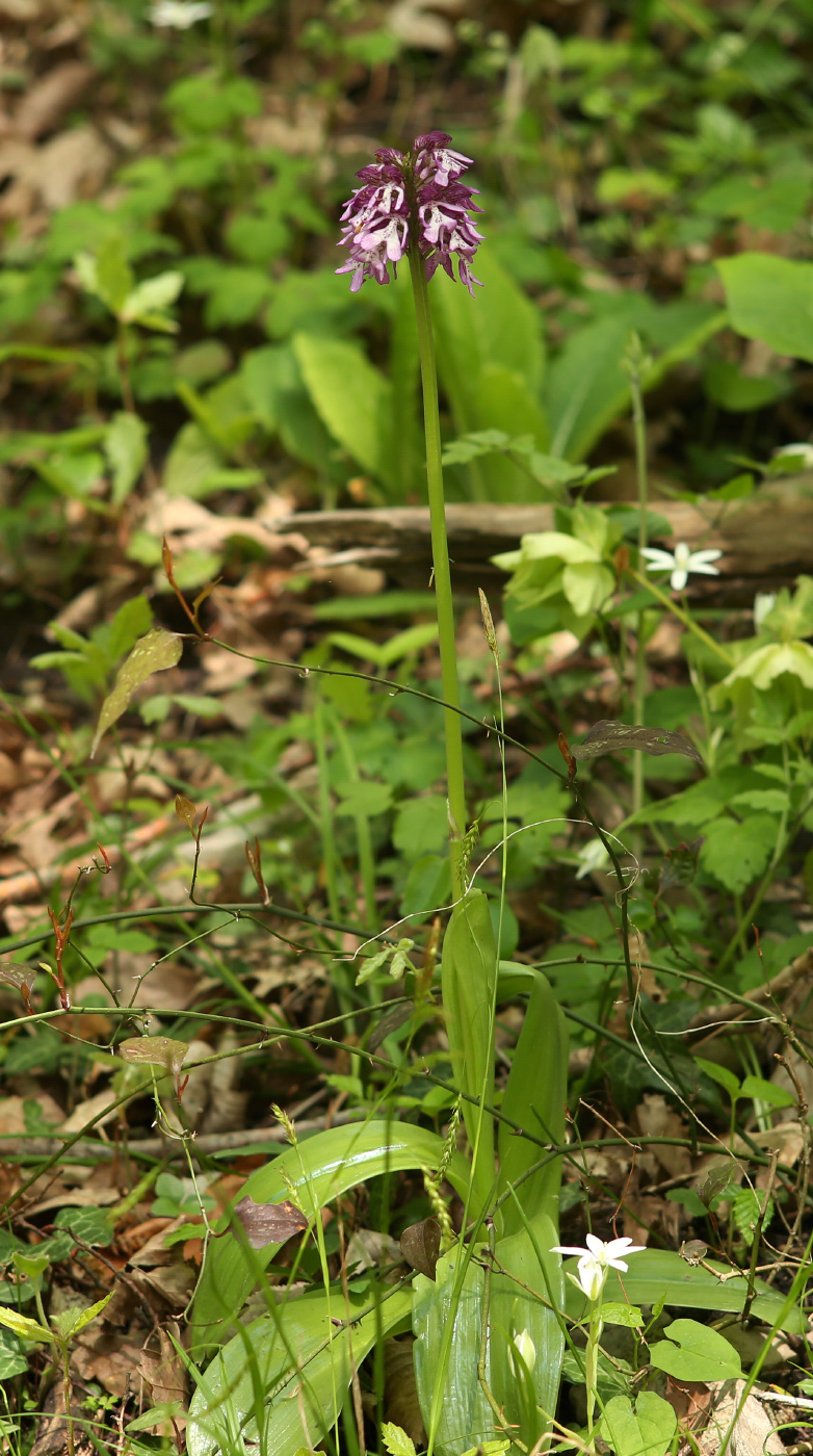 Image of Orchis purpurea ssp. caucasica specimen.