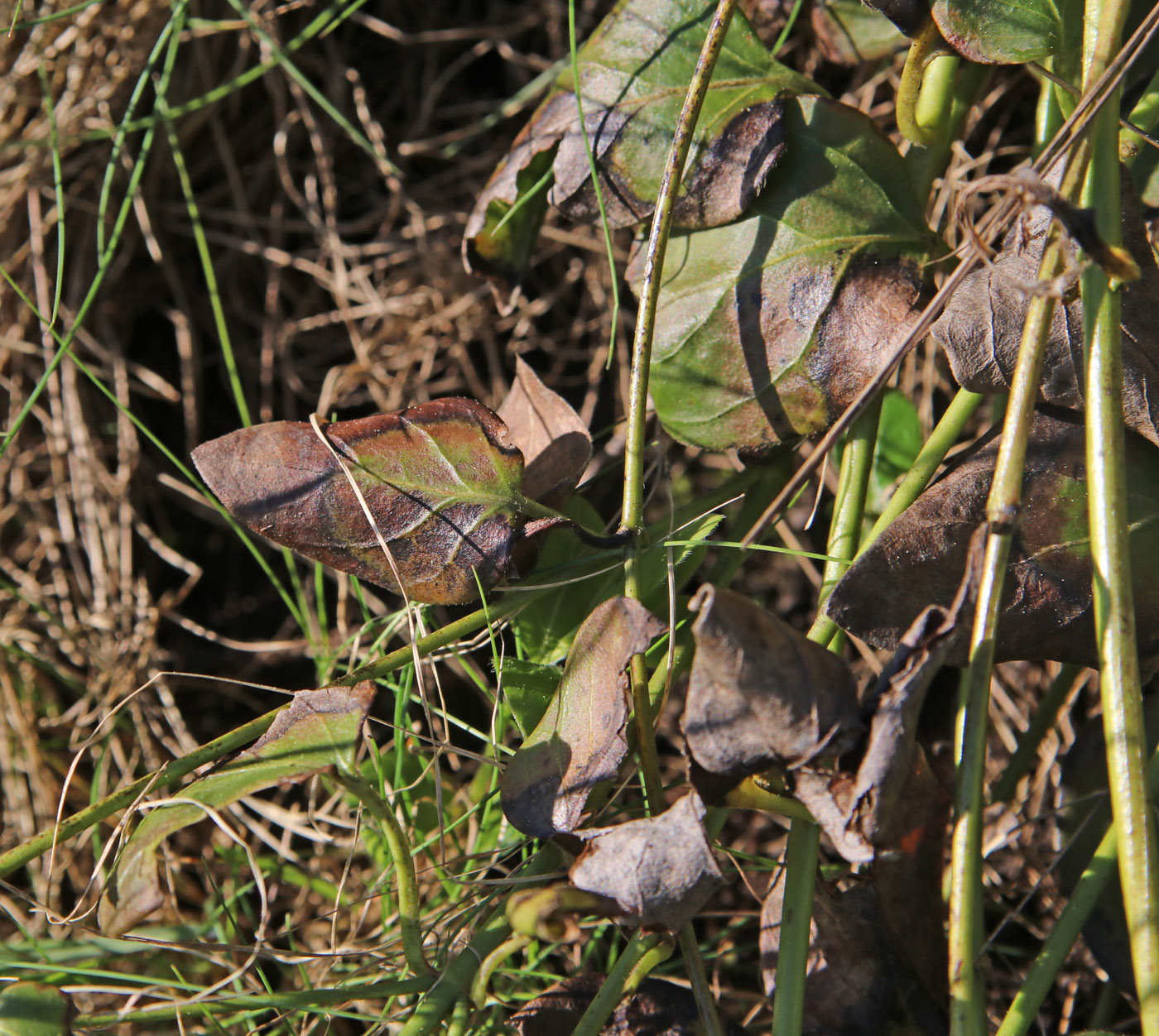 Image of Vinca pubescens specimen.