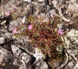 Geranium purpureum