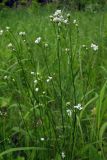 Galium triandrum