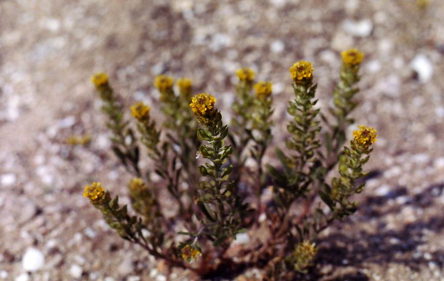 Image of Alyssum turkestanicum var. desertorum specimen.