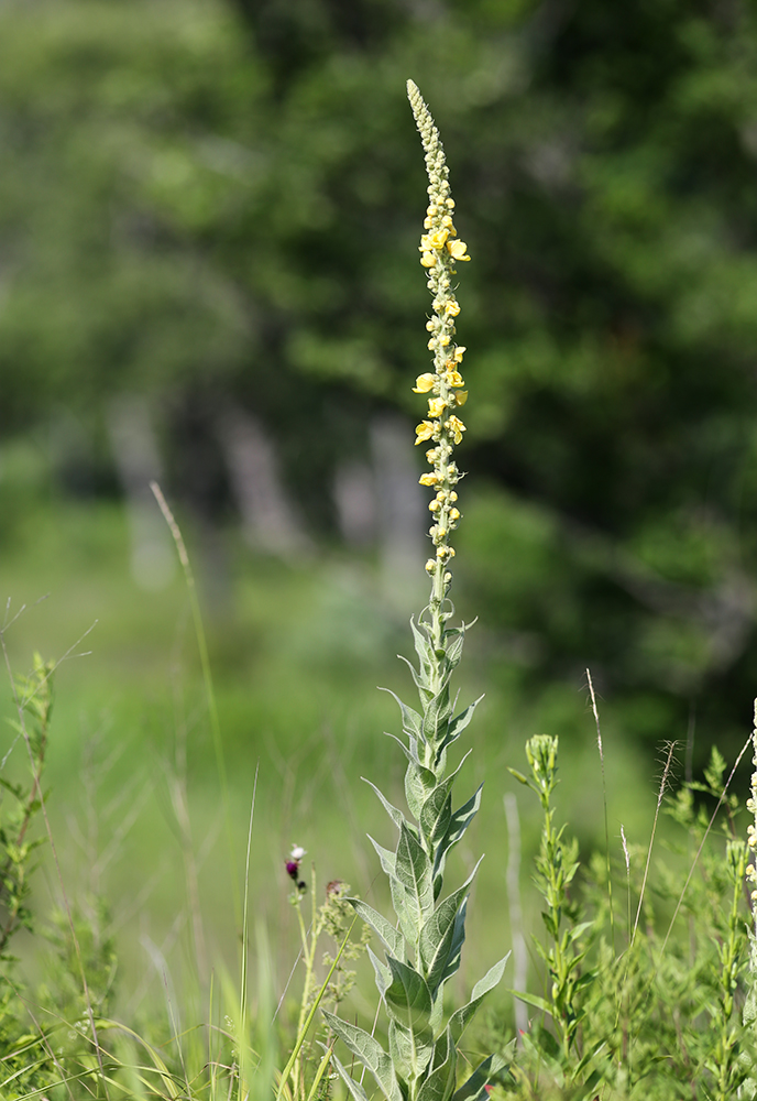 Image of Verbascum densiflorum specimen.