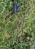 род Delphinium