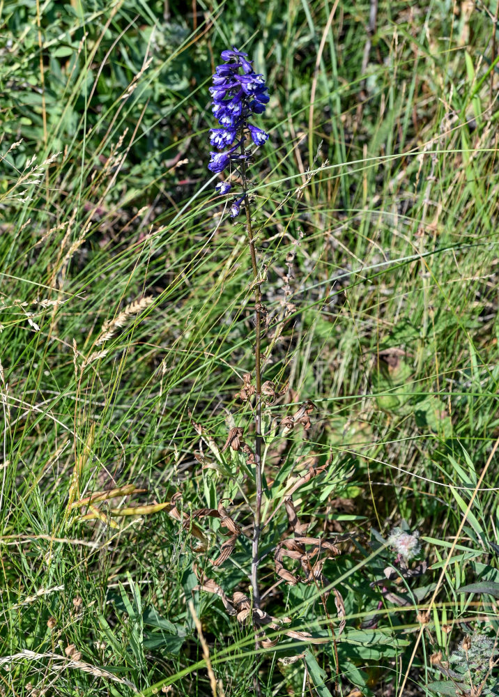 Изображение особи род Delphinium.