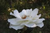 genus Rosa. Цветок (сорт \"Inner Wheel\"). Сургут, Сургутский ботанический сад. 06.08.2023.
