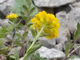 Alyssum oschtenicum. Верхушка побега с соцветием. Адыгея, Кавказский биосферный заповедник, гора Гузерипль, южный склон, ≈ 2100 м н.у.м., образовавшаяся в результате оползня 2012 г. зарастающая крупнокаменистая осыпь. 28.06.2023.