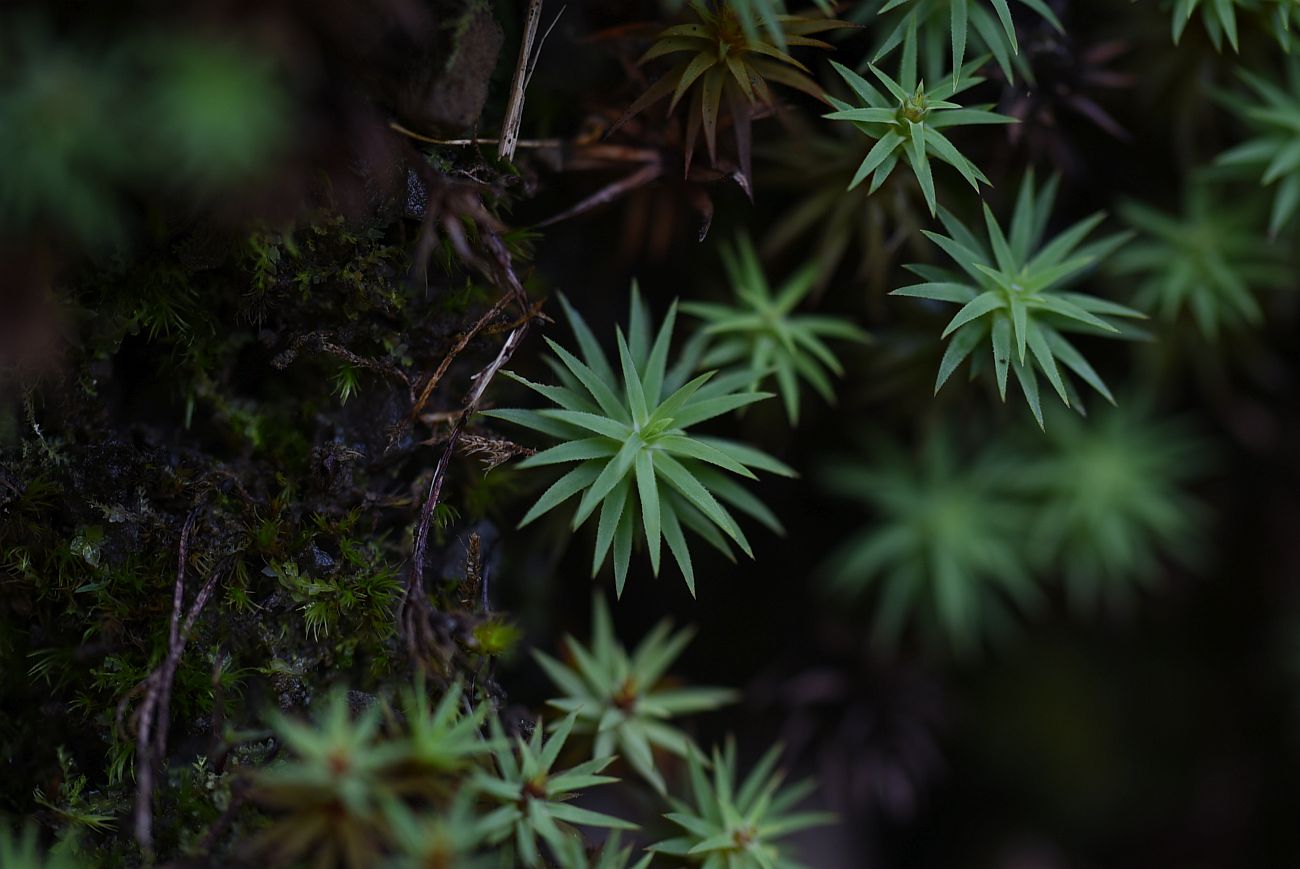 Image of genus Pogonatum specimen.