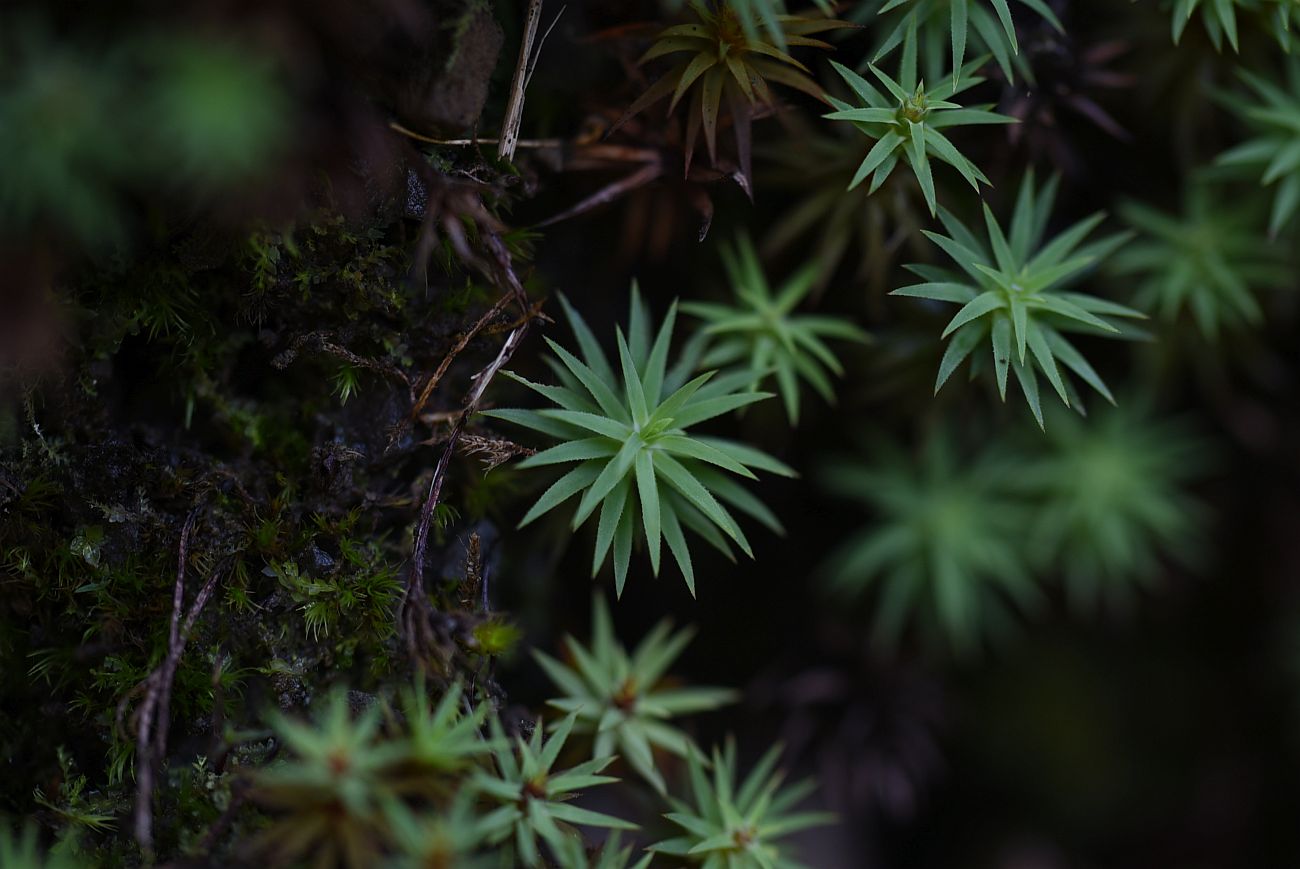 Изображение особи род Polytrichum.