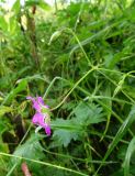 Geranium palustre