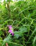 Geranium palustre