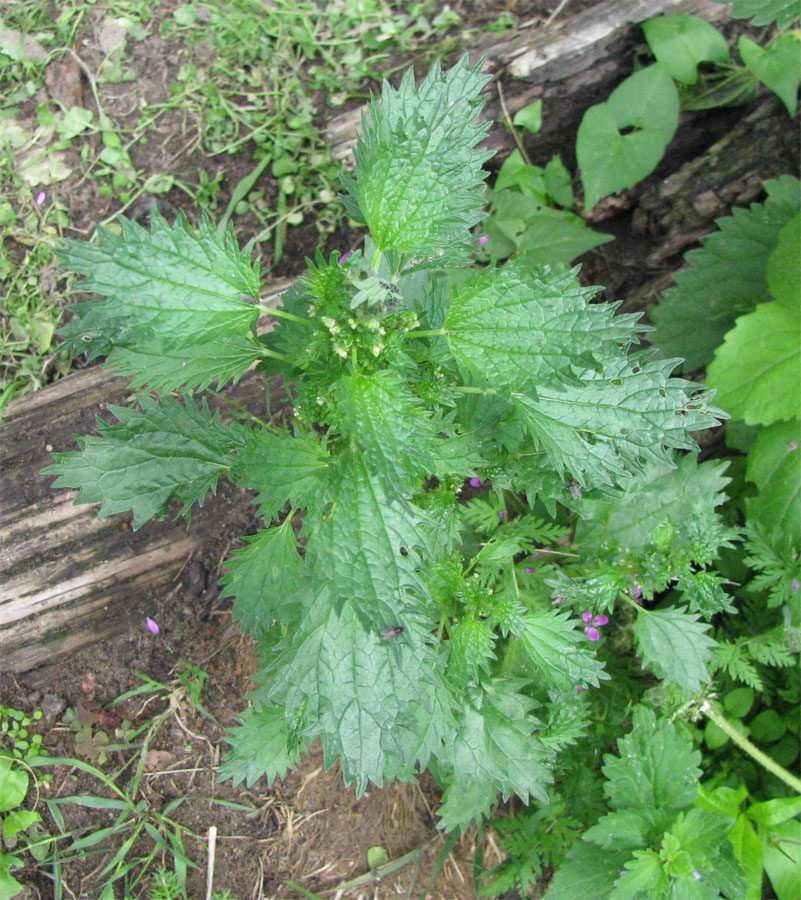 Image of Urtica urens specimen.