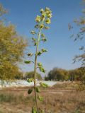 Reseda lutea. Соцветие с цветками и завязавшимися плодами. Казахстан, г. Тараз, левый берег долины р. Ушбулак (Карасу), берег осушенного 3 года назад оз. Зербулак. 22 октября 2023 г.