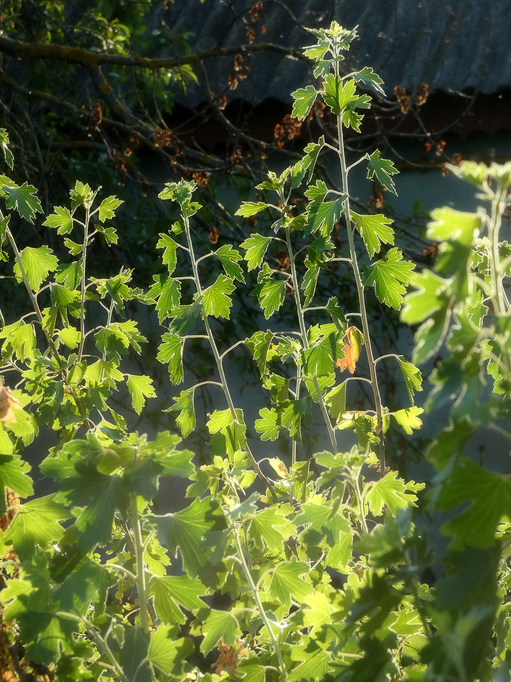 Image of Ribes aureum specimen.