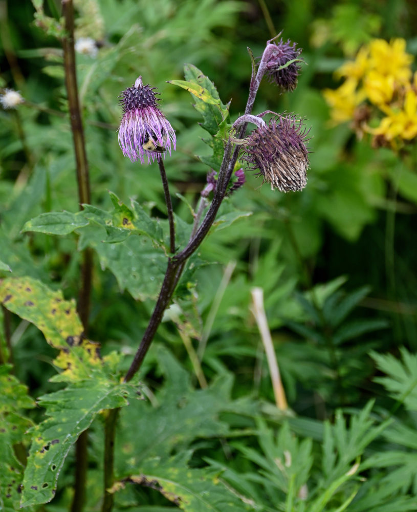 Image of Cirsium kamtschaticum specimen.