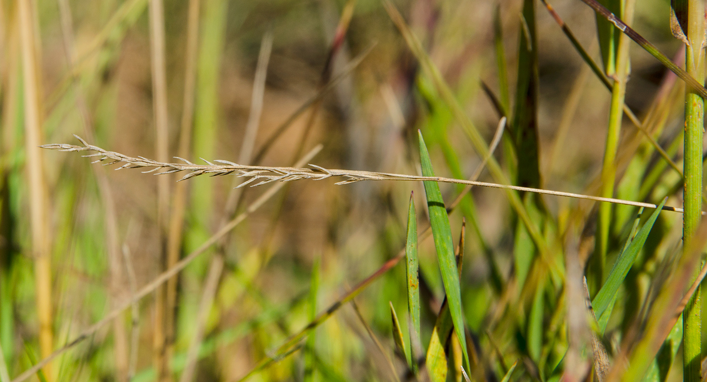 Изображение особи род Festuca.