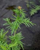 Tanacetum boreale