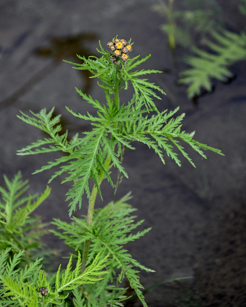 Изображение особи Tanacetum boreale.