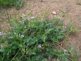 Erodium stephanianum