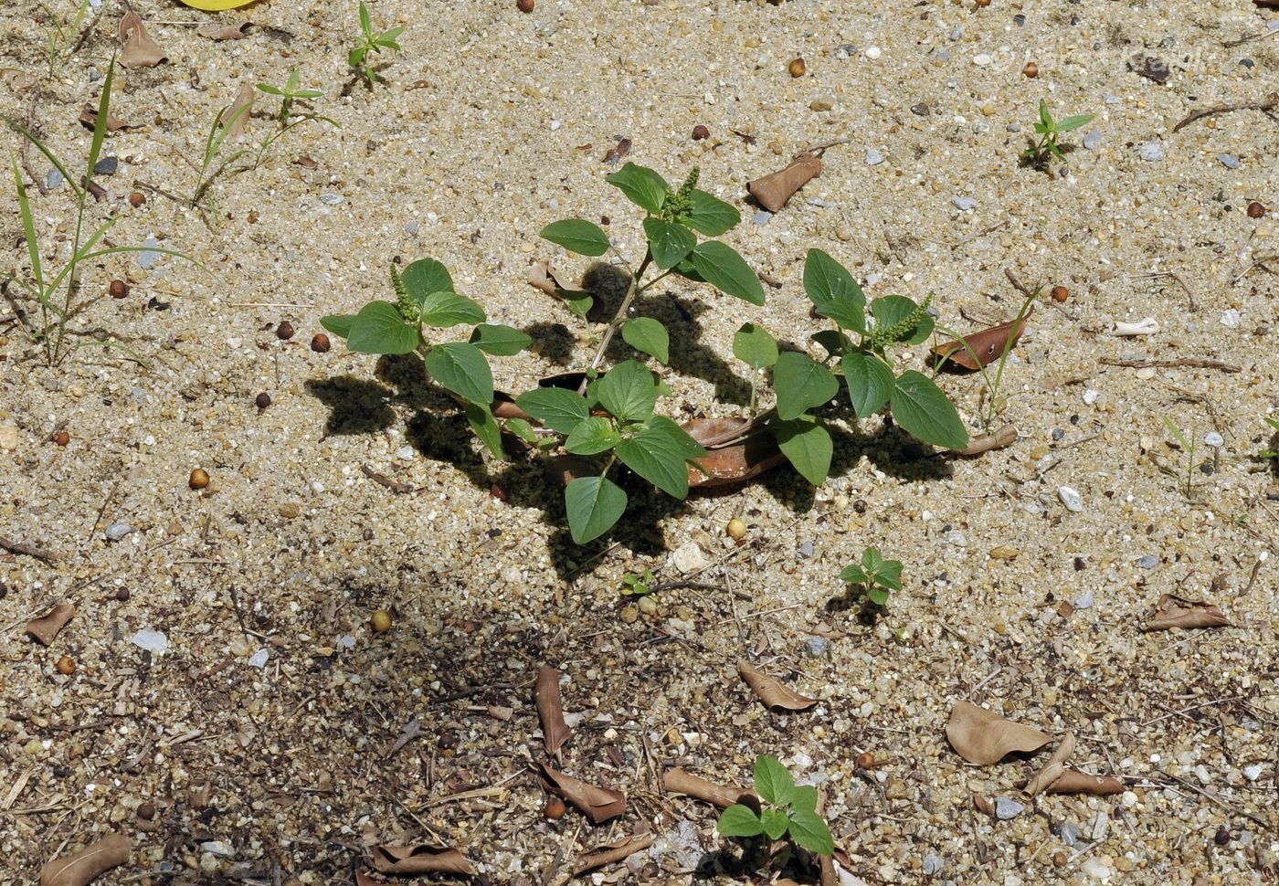 Image of genus Amaranthus specimen.