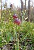 Fritillaria meleagris