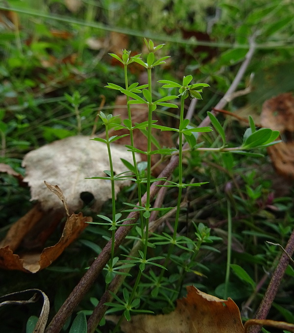 Изображение особи род Galium.