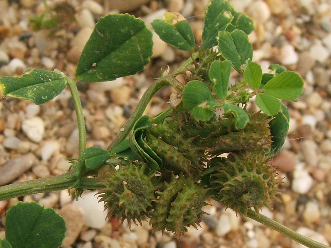Изображение особи Medicago denticulata.