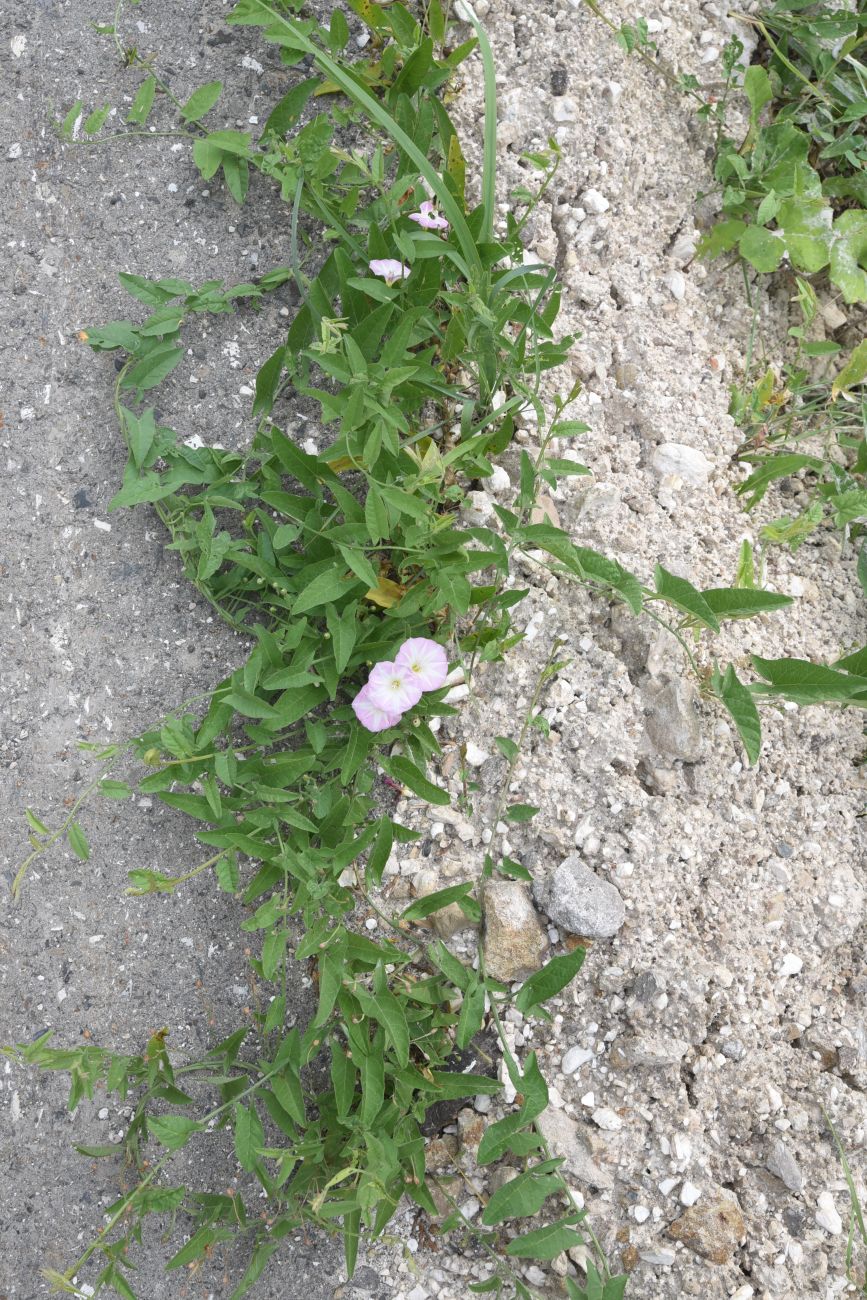 Изображение особи Convolvulus arvensis.