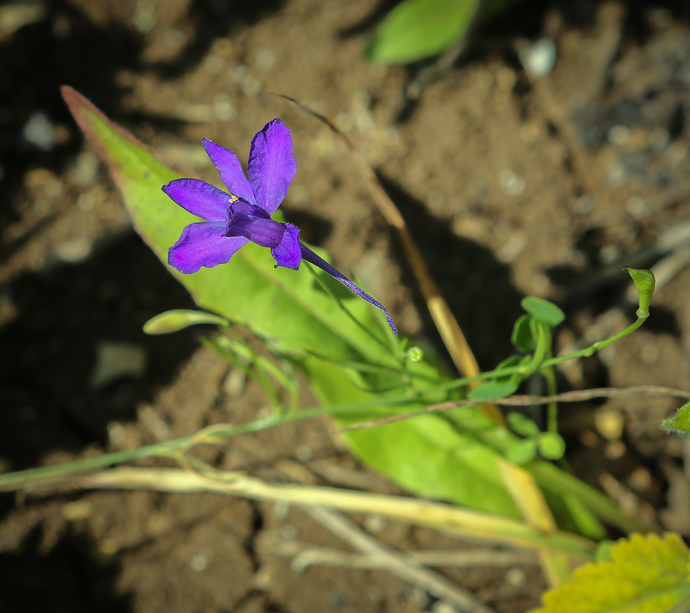 Image of Delphinium consolida specimen.