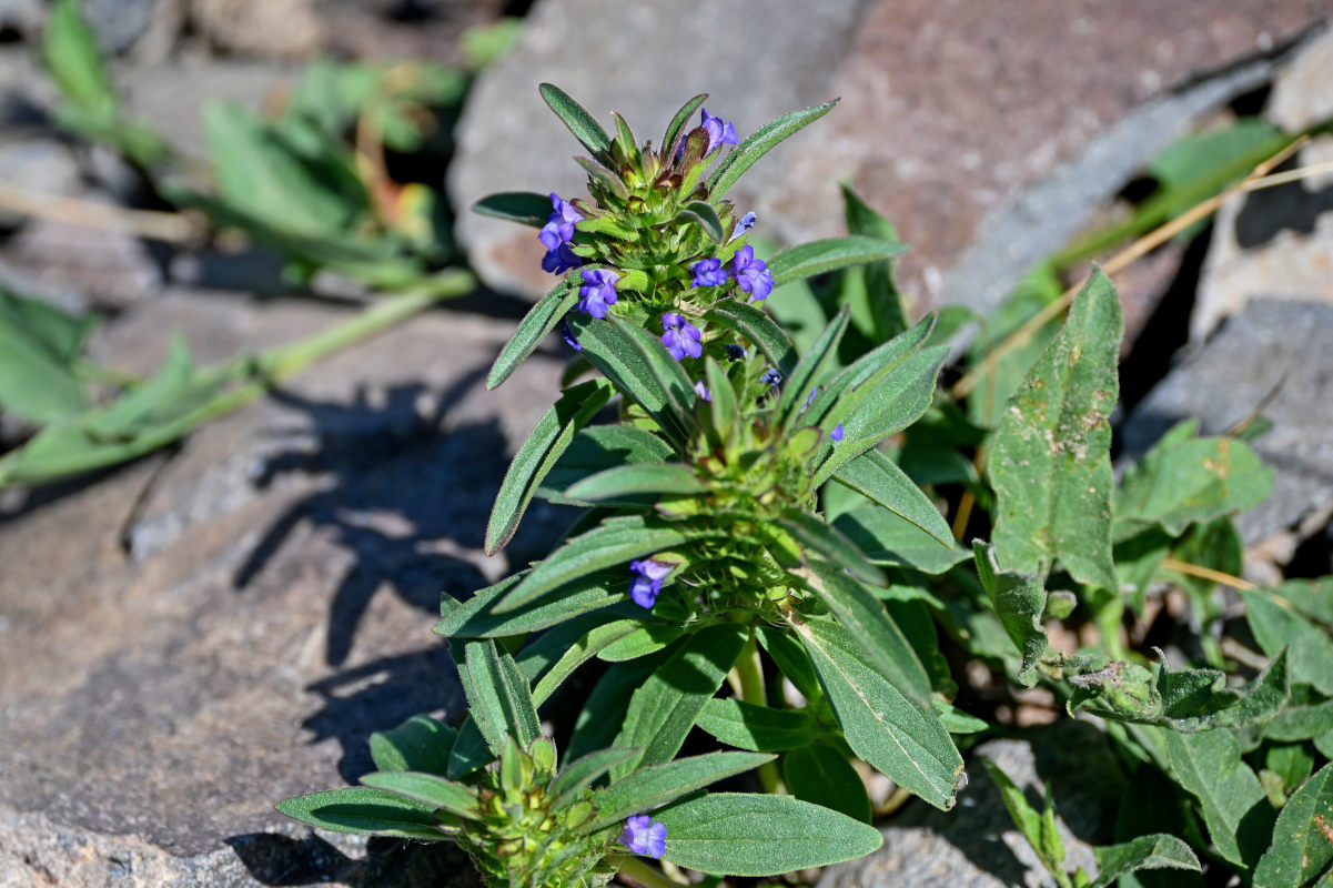 Image of Lallemantia peltata specimen.