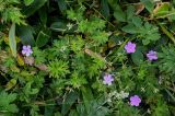 Geranium yesoense. Цветущие растения в сообществе с Sasa, Thermopsis и Artemisia. Курильские о-ва, о-в Кунашир, берег оз. Лагунное, опушка смешанного леса. 18.08.2022.