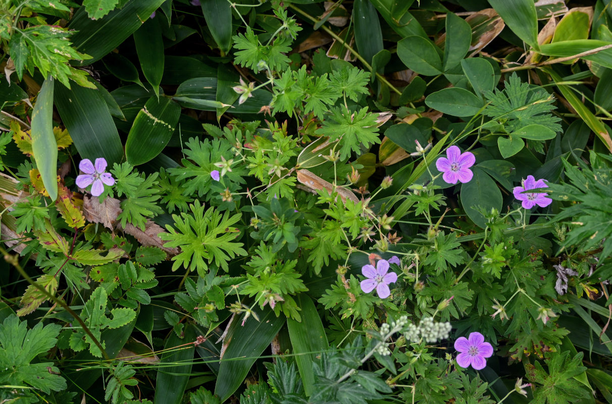 Image of Geranium yesoense specimen.