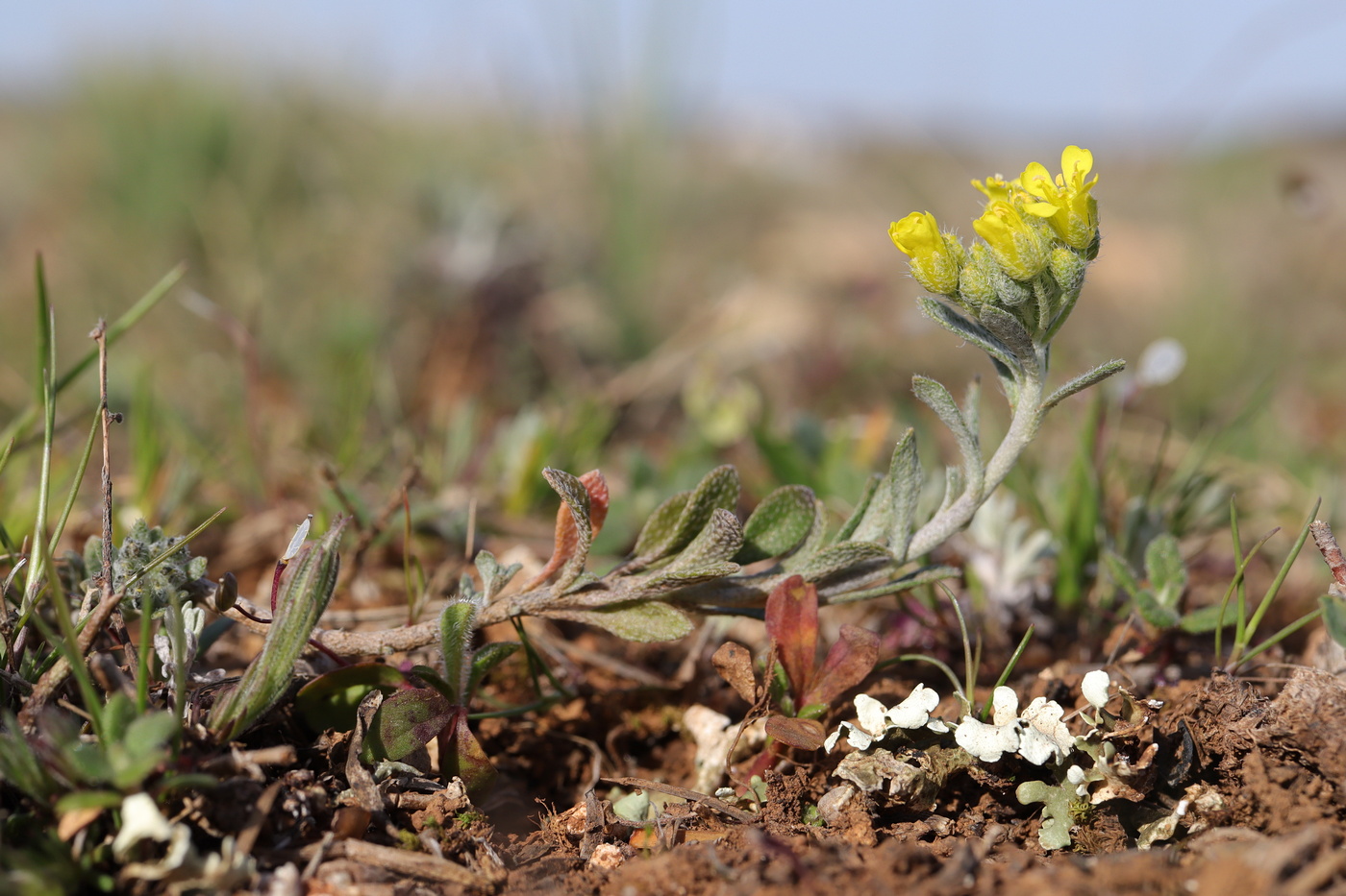 Изображение особи Alyssum calycocarpum.