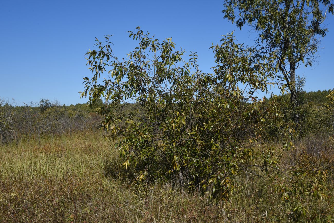 Image of Salix pentandra specimen.