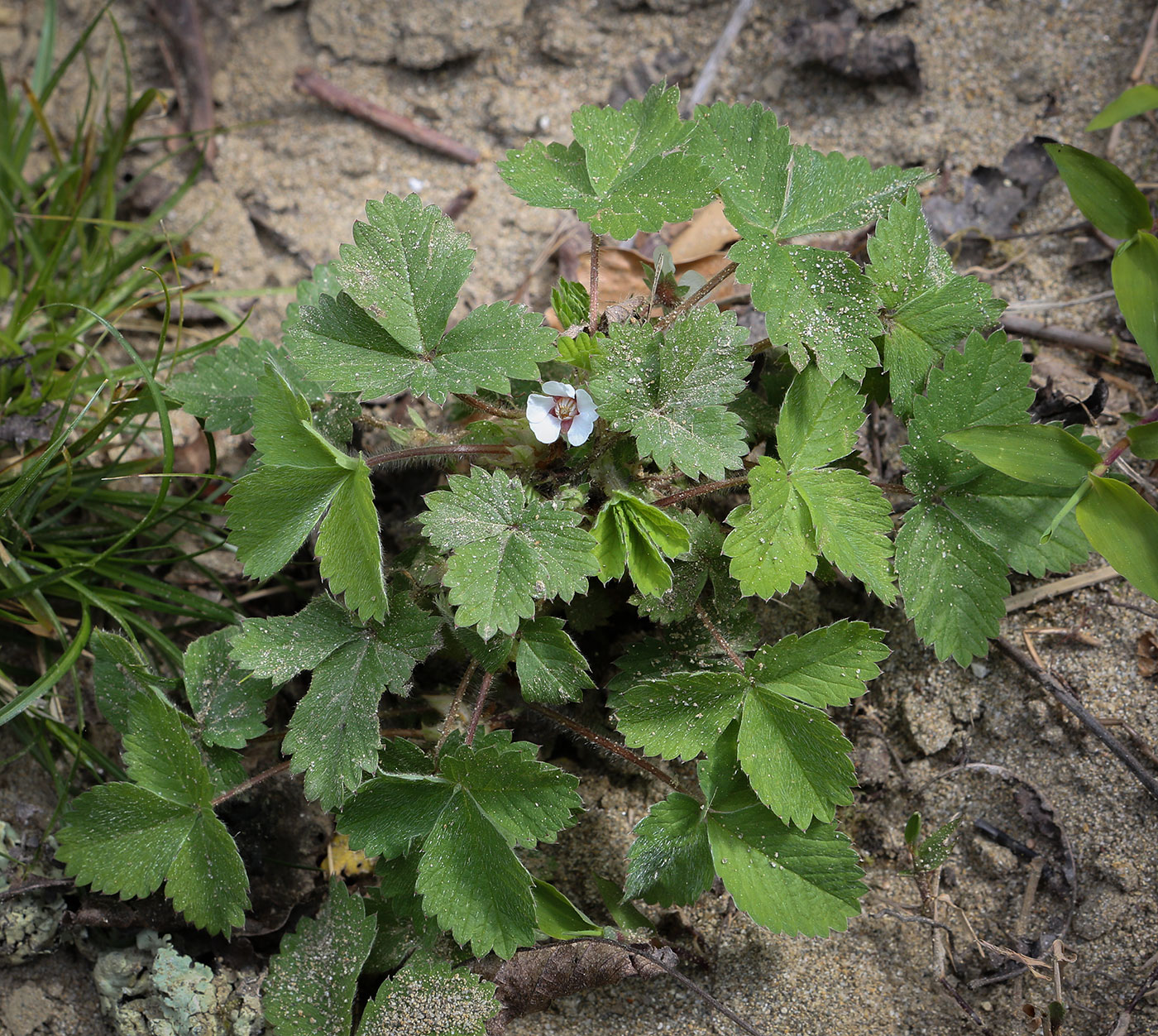 Изображение особи Potentilla micrantha.