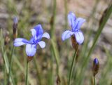 Aphyllanthes monspeliensis. Повреждённые цветки и бутон. Испания, автономное сообщество Каталония, провинция Жирона, комарка Ла-Гарроча, муниципалитет Ла-Валь-де-Бианья, подр-н (субкомарка) Л’Альта-Гарроча, окр. дер. Sant Salvador de Bianya, 643 м н.у.м., средняя часть склона зап. экспозиции, обочина дороги. 05.05.2024.