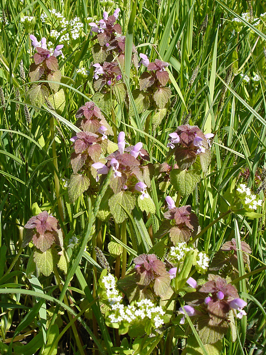 Изображение особи Lamium purpureum.