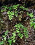 Adiantum capillus-veneris. Вайи. Китай, провинция Хунань, ущелье р. Ланьчуаньси, на скале. 08.06.2024.