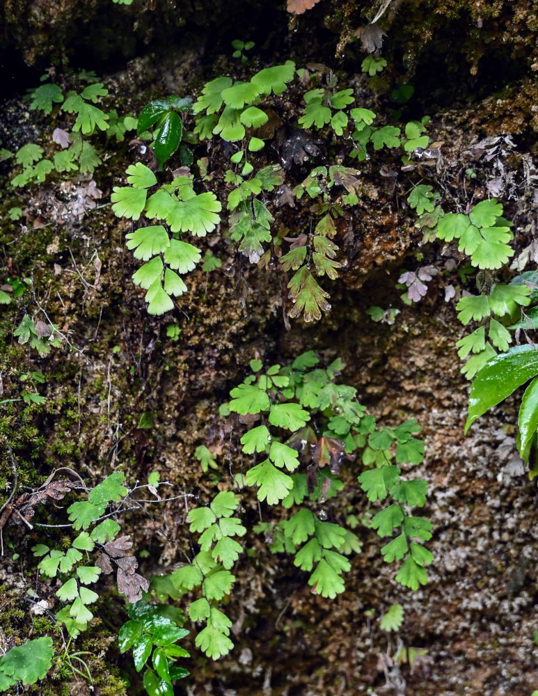 Image of Adiantum capillus-veneris specimen.