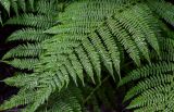 Athyrium filix-femina