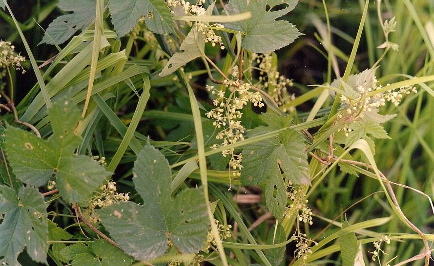 Image of Humulus lupulus specimen.