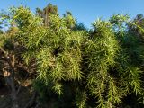 Juniperus deltoides