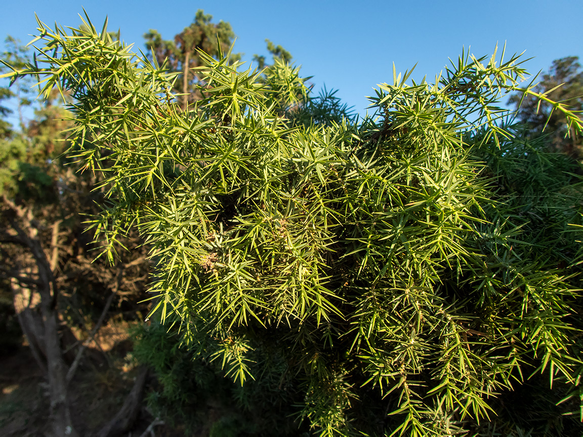 Image of Juniperus deltoides specimen.