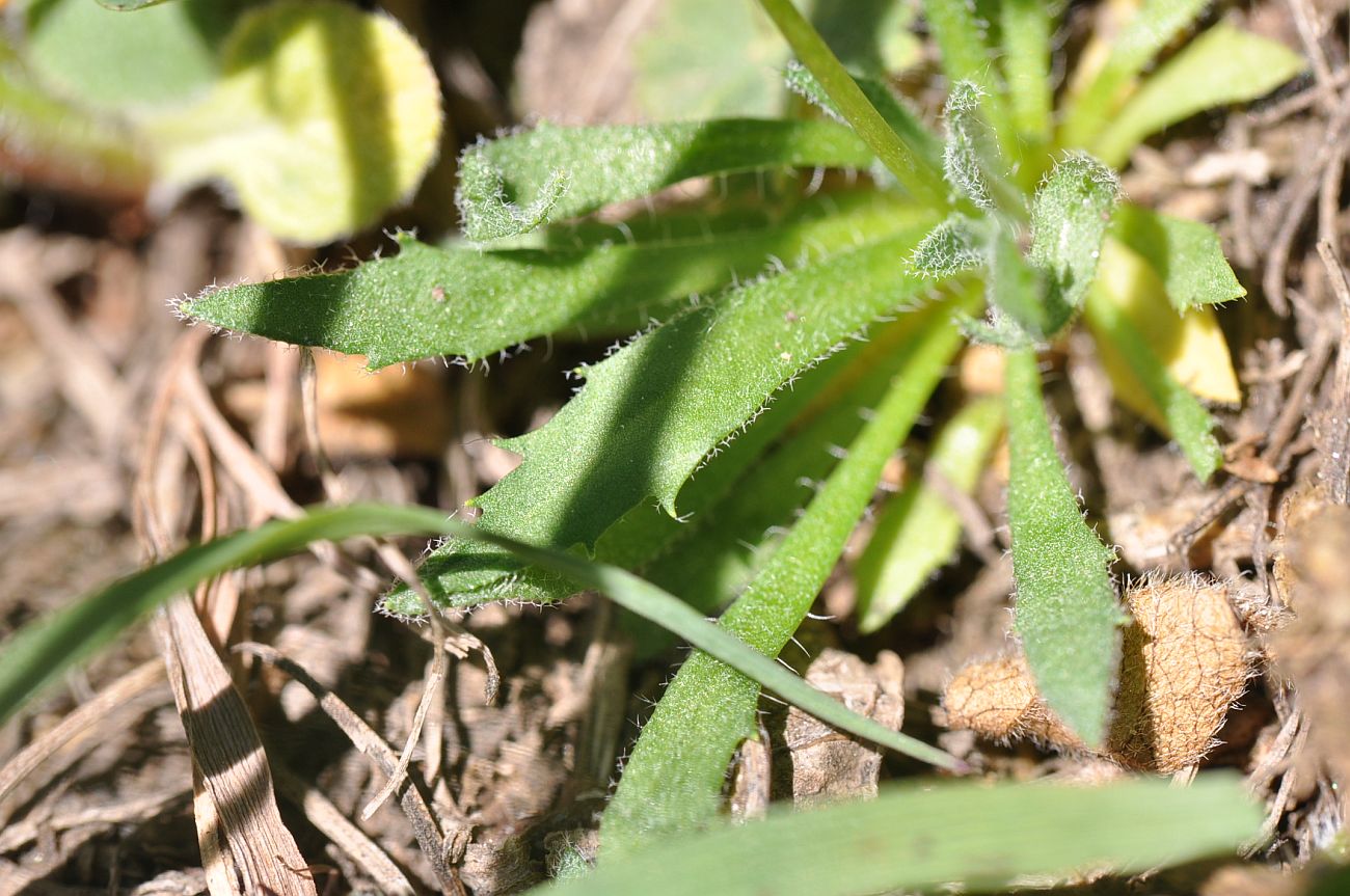 Изображение особи Draba stylaris.