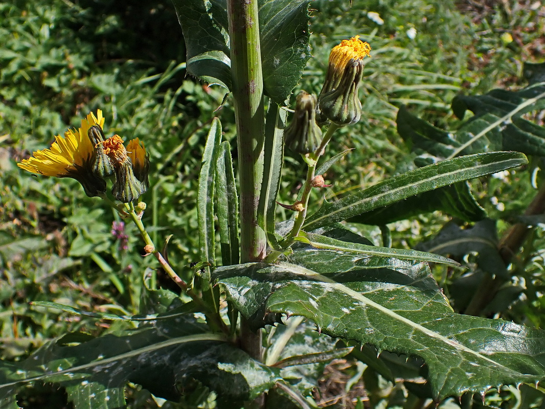 Image of Sonchus arvensis specimen.