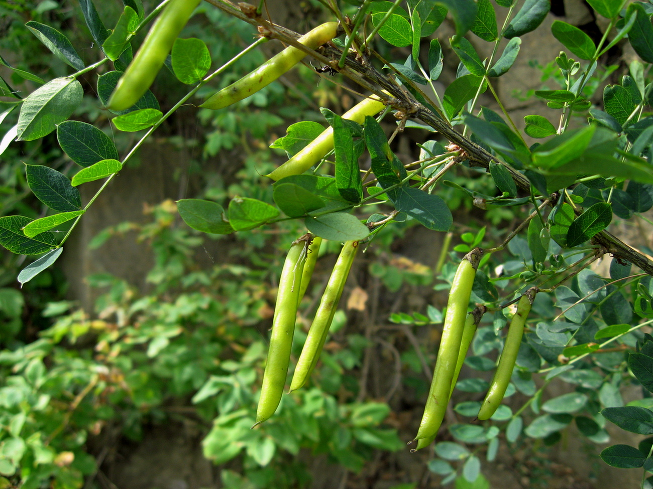 Image of Caragana arborescens specimen.