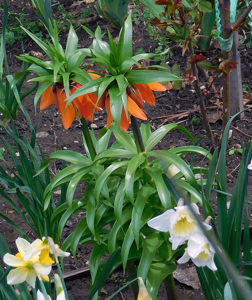 Image of Fritillaria imperialis specimen.