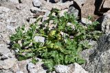 Archangelica brevicaulis