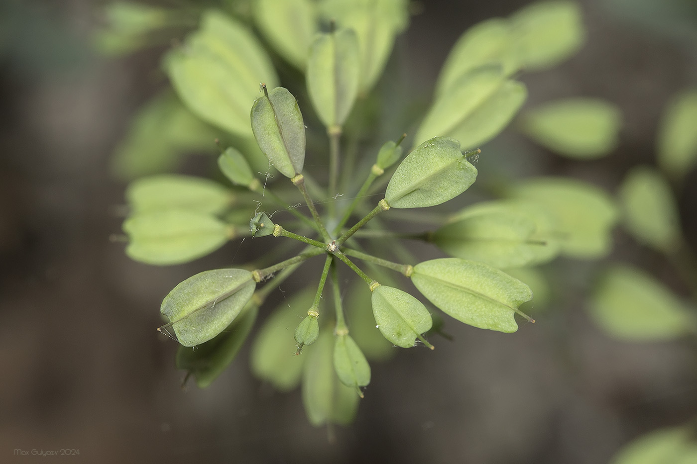 Image of Noccaea macrantha specimen.