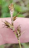 Carex praecox